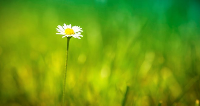 flowergrass.jpg